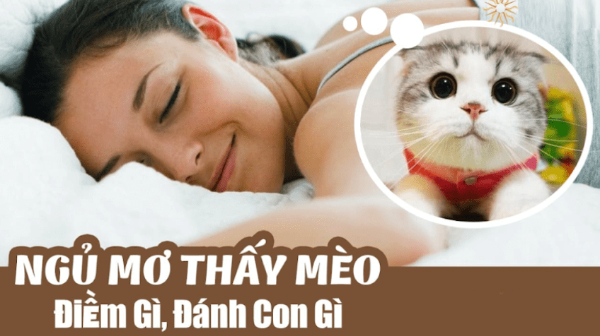 Ngủ mơ thấy mèo và những điều tâm linh bạn cần biết