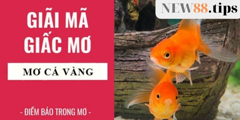 Mơ thấy cá vàng là điềm gì?