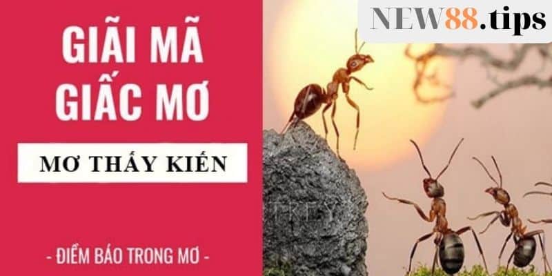 Mơ thấy kiến báo trước điều gì?