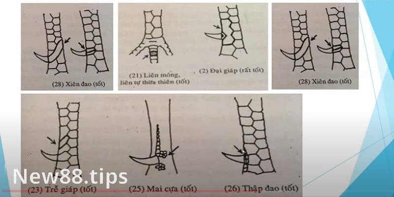 Vảy gà chọi độc đại giáp